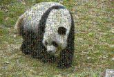 Giant panda Terrestrial animal Carnivore Natural material Grass Natural landscape Snout Grassland Plant