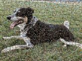 English Shepherd Huntaway Dog breed Mammal Snout Canidae Companion dog Breed Carnivore Collar Grass Plant Working animal Herding dog