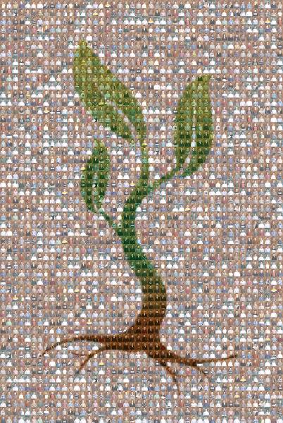 Plant photo mosaic
