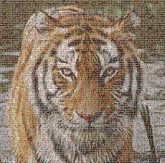 White tiger Lion Image Leopard Bengal tiger Poster Abstract art Illustration Painting Roar Hair Head Siberian tiger Water Eye Felidae Carnivore Nature