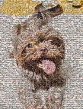 Shih Tzu Cairn Terrier Dog breed Canidae Puppy Snout Companion dog Mammal Fur Terrier Carnivore Liver Working animal Ear Fawn Toy dog