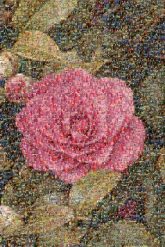 Garden roses Garden roses Evergreen rose Japanese camellia Cabbage rose Japan Flower Petal Yellow Pink Flowering plant Spring Rose family Floribunda