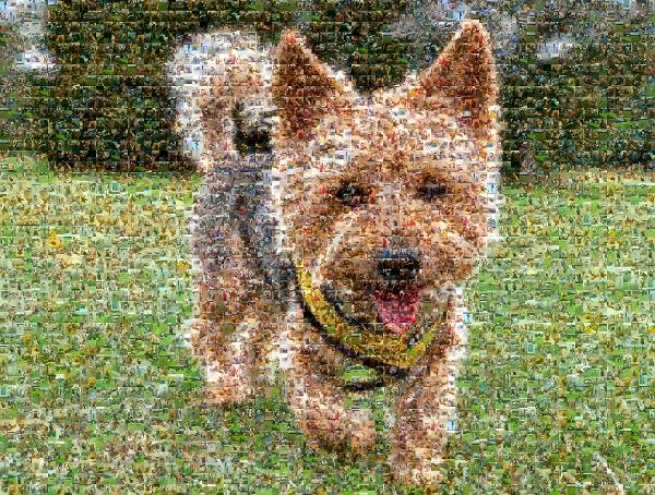 Norwich Terrier photo mosaic