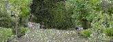 Garden Leaf Branch Vegetation Shrub Spring Garden Shade Landscaping Walkway Botanical garden