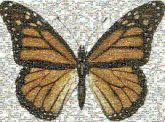 Monarch butterfly Monarch butterfly Lepidoptera Viceroy Butterfly stock.xchng Stock photography Cethosia Graphics Shutterstock Pollinator Insect Yellow Arthropod Wing Symmetry