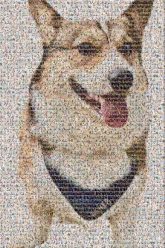 Alaskan Malamute Alaskan Malamute Canadian Inuit Dog West Siberian Laika East Siberian Laika Sakhalin Husky Saarlooswolfdog Seppala siberian sleddog Greenland Dog Kunming dog Mackenzie River husky Carnivores Collar Snout Pet Supply Dog collar Pembroke Welsh Corgi Dog Clothes Herding dog
