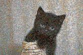 Cymric Cymric Bombay cat Black cat Ojos Azules Kitten Maine Coon Cuteness domestic long-haired cat Neutering Moggy Felidae Felinae Vertebrate Carnivores Whiskers Snout Fur
