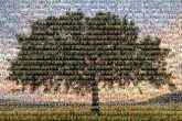 Tree Tree Shade tree Shade Fast Growing Trees Oak Prairie Expedition Elm Tree Red maple Plant Weeping willow Chinese elm Leaf Grassland Ecoregion Plain Savanna Trunk Field Woody plant