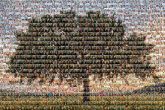 Tree Tree Shade tree Shade Fast Growing Trees Red maple Prairie Expedition Elm Tree Oak Plant Weeping willow Catalpas Leaf Grassland Ecoregion Plain Savanna Trunk Field Woody plant