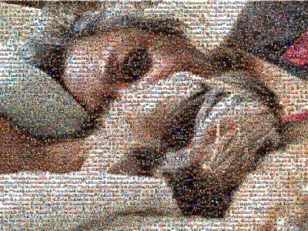 Schnoodle photo mosaic