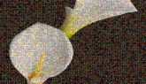 Photograph Photograph Photography successful The Raw Society Image Flower Petal White Yellow Arum Lilies Arum-lily Close-up Flowering plant Macro photography Arums