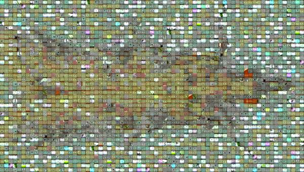 Insect photo mosaic