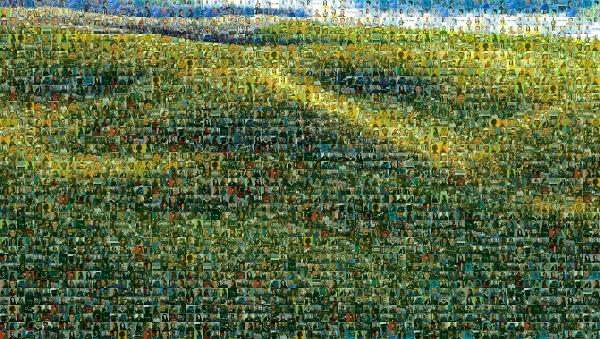 Grass photo mosaic