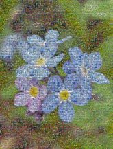 Alpine forget-me-not Alpine forget-me-not Water Forget-Me-Not Flower Blue Scorpion grasses Petal Herbaceous plant Wildflower Borages Lobelias