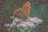 Butterfly Myers & Smith Funeral Home & Chapel Obituary Silver-washed fritillary Dark green fritillary Funeral home Monarch butterfly Flower Insect Pollinator Arthropod Lepidoptera Wing Petal Argynnis