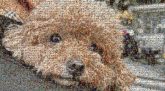 Toy Poodle Toy Poodle Miniature Poodle Labradoodle Goldendoodle Sporting Lucas Terrier Cockapoo Barbet Norfolk Terrier Norwich Terrier Yorkipoo Dog Carnivores Snout Working animal Water dog Fur Toy dog Puppy Canidae