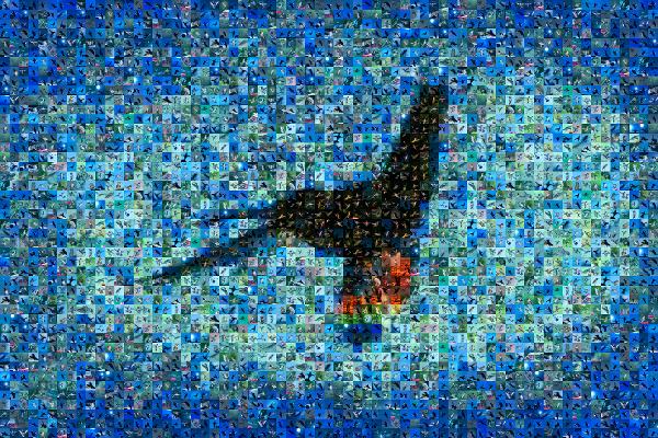 Birds photo mosaic