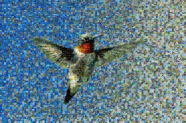 Bird photo mosaic