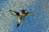 Ruby-throated hummingbird Coraciiformes Hummingbirds Woodpeckers Sky Pollinator Beak Feather Wheel Tail Wing Piciformes