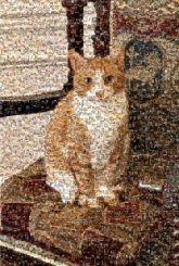 Aegean cat Aegean cat American Shorthair European shorthair American Wirehair Arabian Mau American Curl German Rex Munchkin cat Manx Cat Ojos Azules Felidae Felinae Vertebrate Carnivores Whiskers Snout Fur Domestic short-haired cat Paw