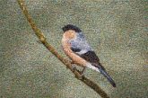 Finches Finches Eurasian bullfinch Barn owl Swallows Owl Barn swallow Old world flycatchers Common buzzard Sedentary bird Beak Wildlife Songbirds Feather Tail Passerine Balance