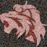 Lion Lion Star-nosed mole Pig Tiger Warthogs Felidae Snout Symbol Terrestrial animal Logo Panthera Clip art Graphics Emblem