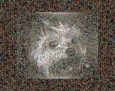 Yorkshire Terrier Yorkshire Terrier Cairn Terrier Silky Terrier Norwich Terrier Australian Terrier Havanese Norfolk Terrier West Highland White Terrier Affenpinscher Tibetan Terrier Dog Monochrome photography Vertebrate Carnivores Snout Black Black and white Fur