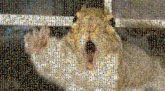 Squirrel Squirrel Cat Dog Bark Purr Animal rescue group Rodent Tooth Snout Whiskers Fur Pest Eastern gray squirrel Muroids Claw