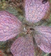 Wide wide Flower Petal Pink Purple Flowering plant Wildflower Herbaceous plant Pollen Perennial plant Geraniaceae