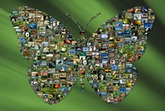 created using 386 wildlife photos on a custom backdrop