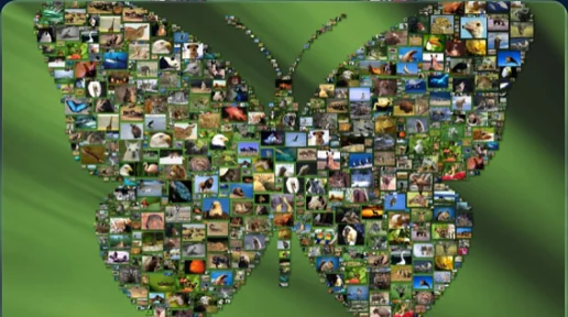 Shape style photo mosaic forming a butterfly.
