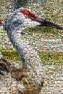 Blue Heron Mosaic